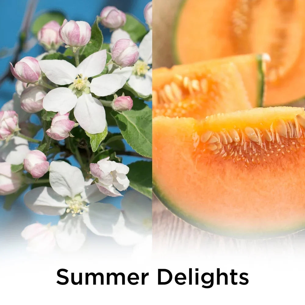 Scented Oil Refill 2 Count Summer Delights Air Freshener with Essential Oils Floral Melon Vanilla Compatible with Plug In